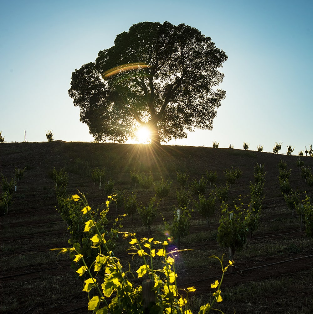 Native oak tree on hillside vineyard