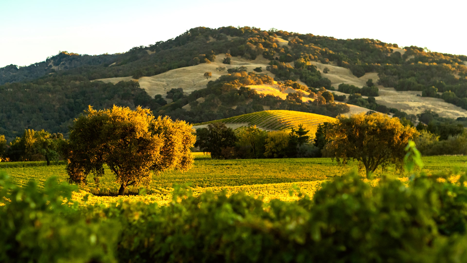 Caymus-Suisun Vineyards