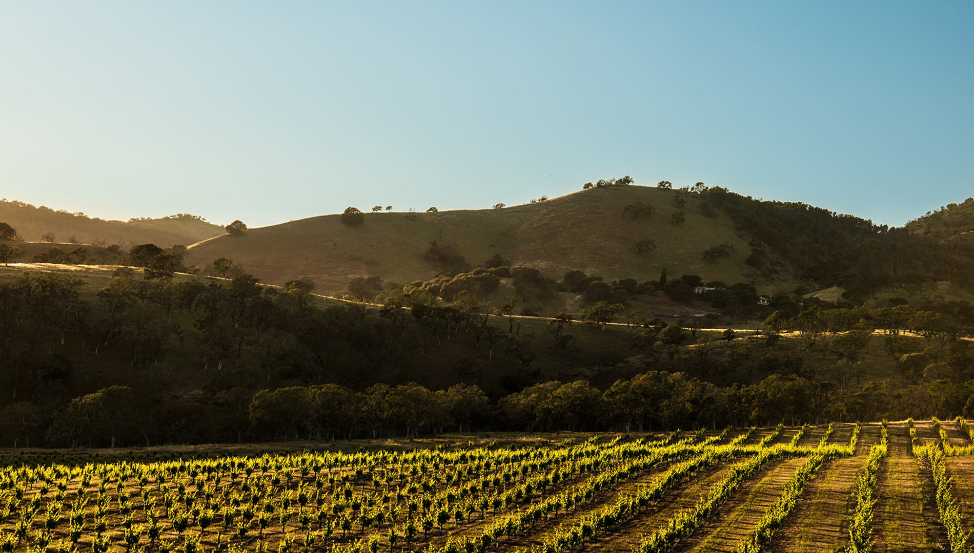 Caymus Vineyards