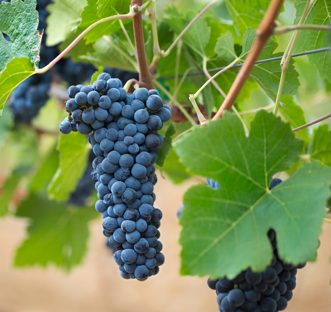 A classic cluster of Petite Sirah