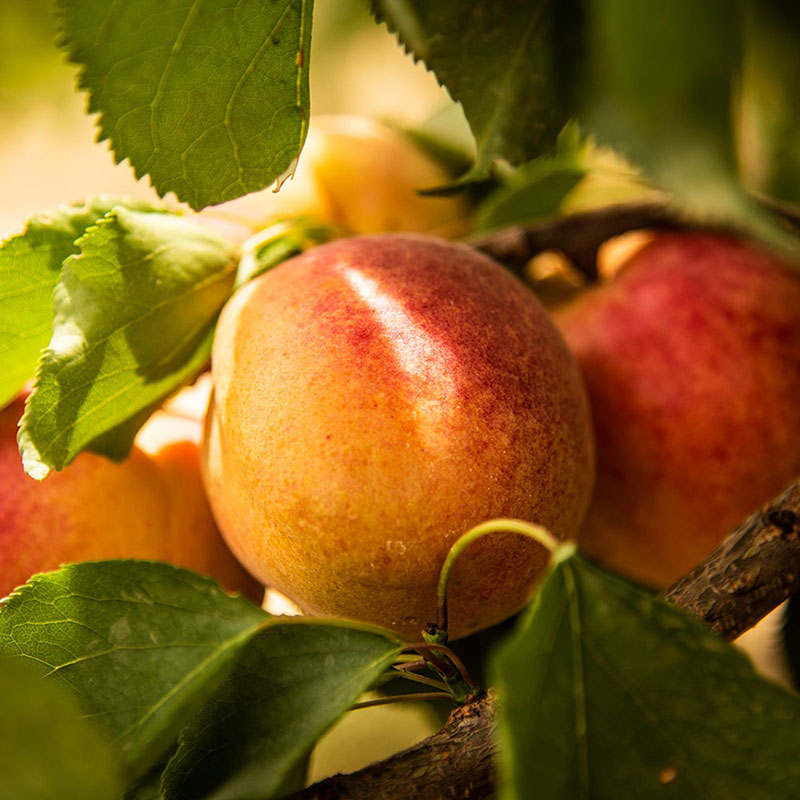 A few of the region's famed peaches