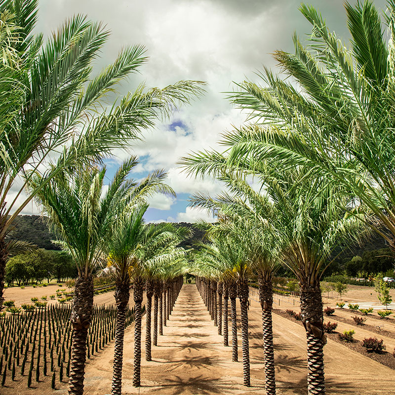 Palm Alley at Caymus-Suisun Winery