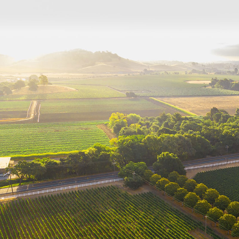 A family vineyard with Sauvignon Blanc and other varietals