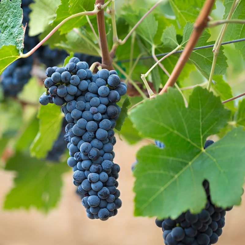 A classic cluster of Petite Sirah